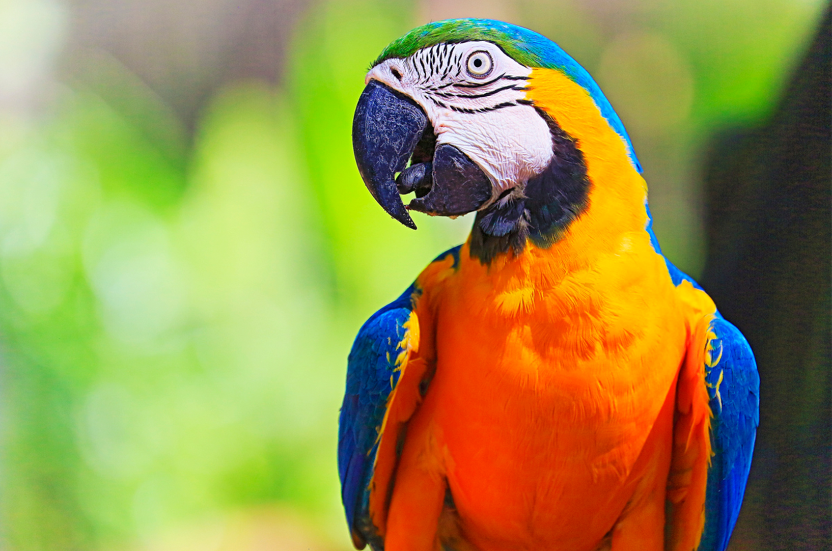 Bird